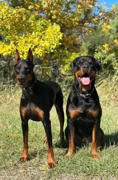 two black and brown dogs standing next to each other on a grass covered field with trees in the background