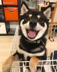 a black and white dog sitting in a basket with its tongue out, smiling at the camera