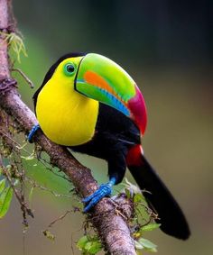 a colorful toucan perched on a tree branch