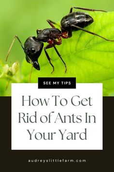 two ants on top of a green leaf with the words how to get rid of ants in your yard