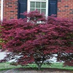 a red tree in front of a brick building