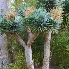 two large trees with very thin green leaves