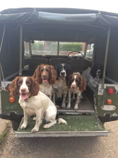 four dogs are sitting in the back of a truck