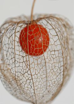 a close up of a red apple on a white surface with some wire attached to it