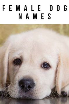 a white puppy laying on top of a table next to a sign that says female dog names