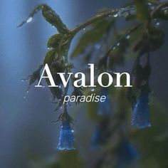 the words avalon paradise hanging from a tree branch with drops of water on it