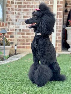 a black poodle sitting on the grass in front of a brick house with its tongue out