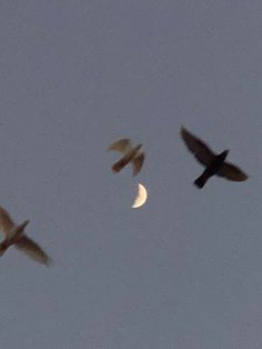 two birds flying next to each other with the moon in the sky behind them on a clear day