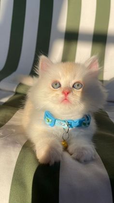 a small white kitten with blue eyes sitting on a green and white striped lawn chair