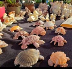 sea shells are arranged on a table in front of a book and potted plants