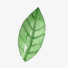 a green leaf on a white background is shown in watercolor and has been drawn by hand