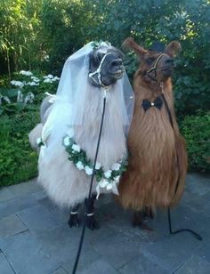 two llamas dressed up as bride and groom for their wedding day, with the caption what a beautiful couple