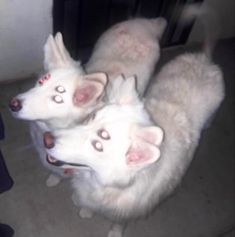 three white dogs sitting on the floor with their eyes open and one dog is looking at the camera