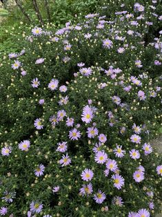 purple flowers are growing in the garden