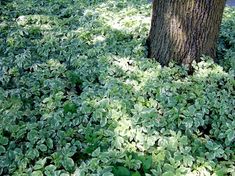 the ground is covered with green plants next to a tree