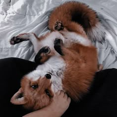 two dogs laying on top of each other with their paws over the dog's head