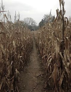 a dirt path in the middle of a corn field with dead leaves on both sides