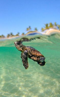 a turtle swimming in the ocean with its head above water and palm trees in the background