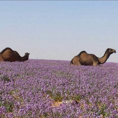 two camels walking through a field of purple flowers