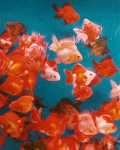 many small orange and white fish in the water