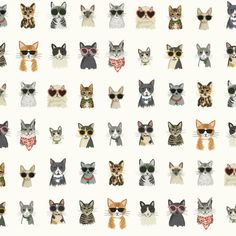 many different cats wearing sunglasses on a white background