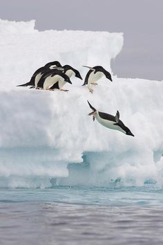 penguins flying over an iceberg in the ocean