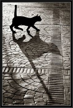 a black and white photo of a dog walking on the sidewalk with its shadow cast