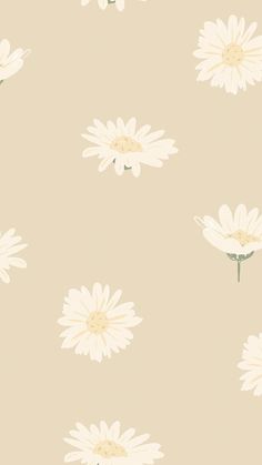 white daisies on a beige background