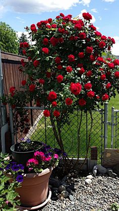 a potted plant with red flowers in it next to a fence and some rocks