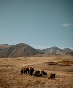 a herd of animals grazing on top of a dry grass covered field with mountains in the background