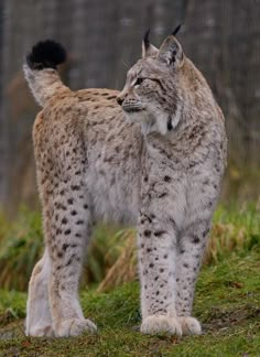 a lynx is standing in the grass with its head turned to the side and it's eyes open