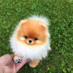 a small brown and white dog sitting on top of a grass covered field next to a persons hand