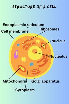 the structure of a cell with labels