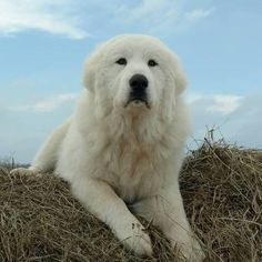 a large white dog laying on top of a dry grass covered field with blue sky in the background