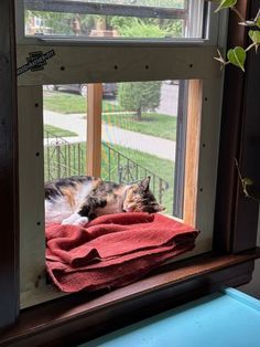 a cat laying on top of a red blanket in a window sill next to a potted plant