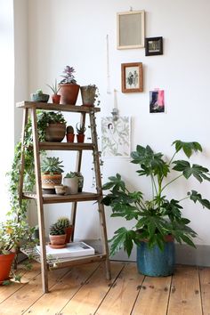 a wooden shelf filled with potted plants on top of a hard wood floor next to a window