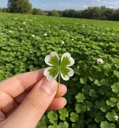 a hand holding a four leaf clover in front of a field full of clovers