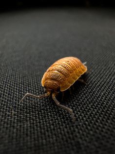 a bed bug sitting on top of a black surface