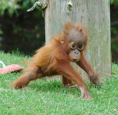 a baby oranguel hanging out in the grass next to a wooden fence and tree