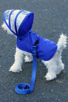 a small white dog wearing a blue coat