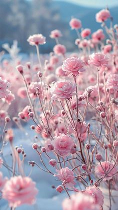 pink flowers are blooming in the snow