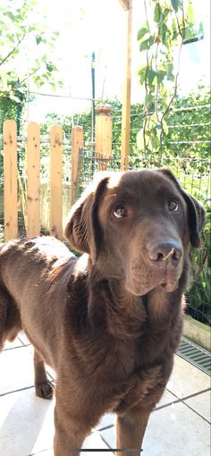 a large brown dog standing on top of a tiled floor next to a wooden fence