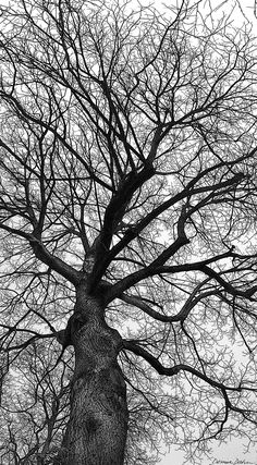 a black and white photo of a tree with no leaves