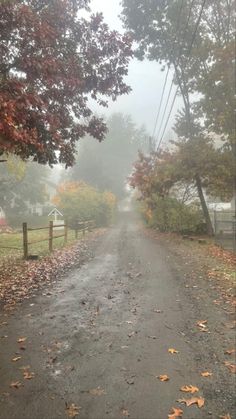 an empty road surrounded by trees in the fall with leaves on the ground and fog