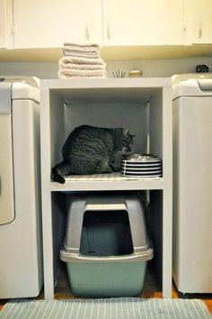 a cat sitting on top of a shelf next to washers and dryers