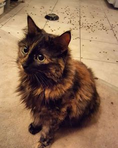 a cat sitting on the floor looking at the camera