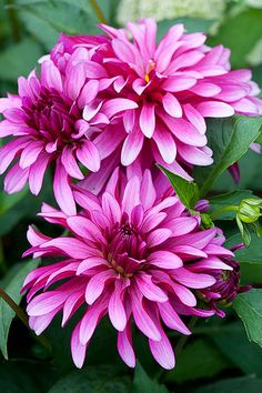 pink flowers with green leaves in the background