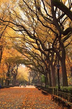 people are walking down the path in an autumn park