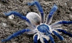 a close up of a blue and white spider on the ground