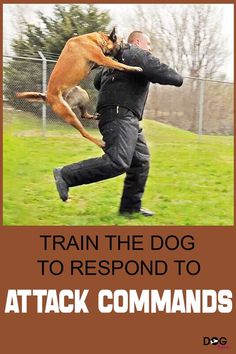 Train the dog to respond to attack commands Protection Dog Training, Attack Dog, Guard Dog Training, Dog Commands Training, Dog Psychology, K9 Training, Dog Attack, Dog Exercise